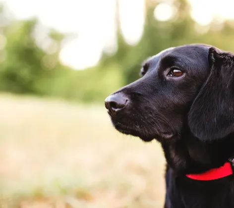 Dog with a red collar sitting in a field